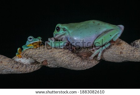 Dumpy Frog, Green tree frog on the branch