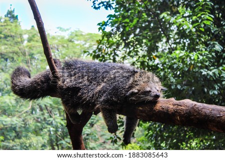This is a Java Bearcat. This species is very picky to choose its mate when the mating season has come.