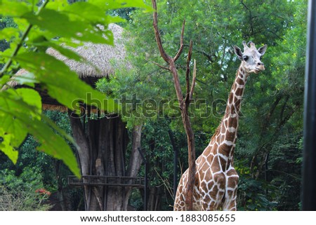 The landscape of a giraffe that surrounded by greenish at a zoo in Bandung, Indonesia.