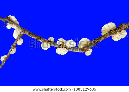 A picture of a white mushroom on a blue background