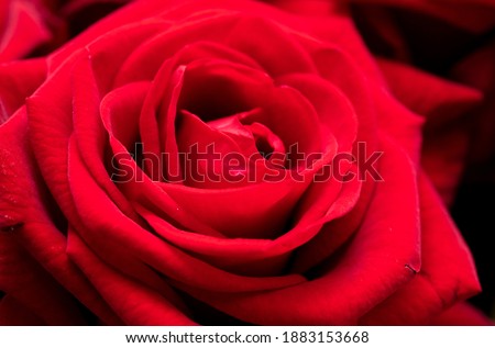 Red rose flowers as background. Close-up