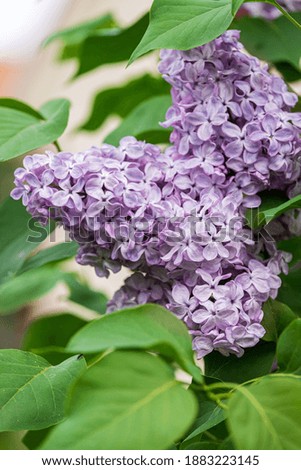 
Branch of blooming lilacs in the garden in spring