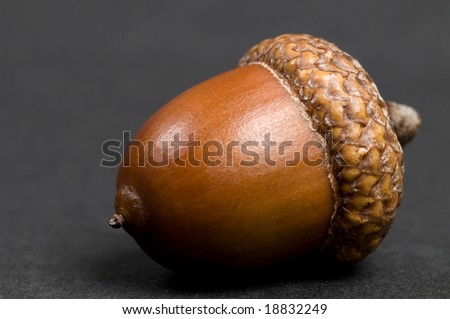 Simple macro picture of an acorn on a black background.