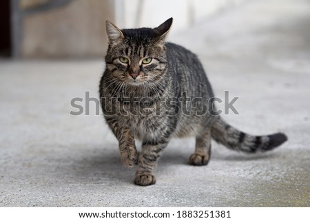 Portrait of a beautiful young domestic male cat