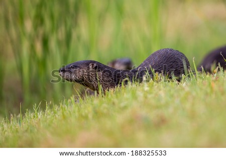 Wild American otter in the wild, with young