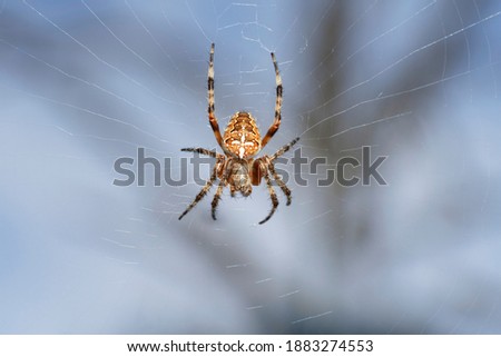 European garden spider, diadem spider, orangie, crowned orb weaver  (Araneus diadematus) in spiderweb. Place for text. Royalty-Free Stock Photo #1883274553