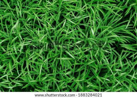 Falaris grass, bright green leaves with a white stripe, solid background.