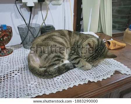 black cat gray stripes sleeping on the cupboard