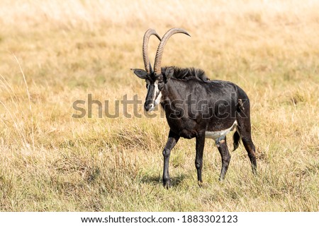 Beautiful Sabel antelope ram in the Okavango Delta, Botswana
