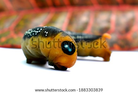 The fat caterpillar has a brown back with white dots and a yellow belly isolated on a blurred brown leaf background.