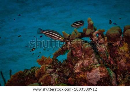 Pair of juvenile Princess Parrotfish swimming over coral
