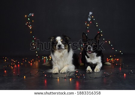 Two border collie are lying in photo studio with christmas light background