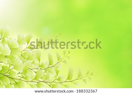 Beautiful green leaf and blur natural background. Stock photo.