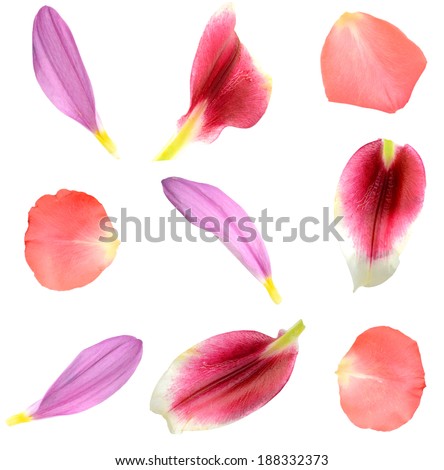 set of 9 assorted flower petals: rose, chrysanthemum and lily Royalty-Free Stock Photo #188332373