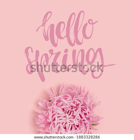 Hello spring - handwritten saying. Aster flower on a pink background. 