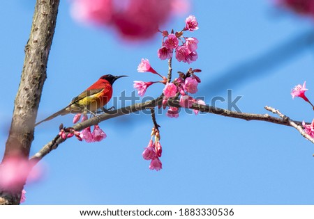 Mrs.Gould's Sunbird with cherry flowers