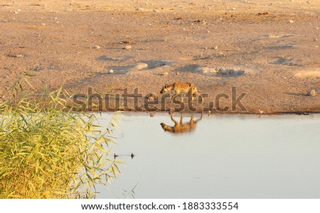 Lonely hyena walking by a waterhole 