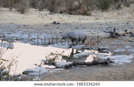 Black rhinoceros drinking in a waterhole