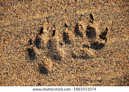 Sloth footprint in the sand of Costa Rica