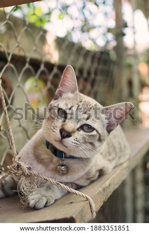 Cute cat background.Grey striped kitten with green eyes sit relaxing on wooden swing in cat house.Looking curiously at camera.Green tree as background.