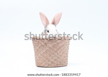 Young adorable bunny stand on white background. Cute baby rabbit for Easter and new born celebretion. Tiny rabbit in rattan basket