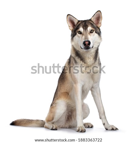 Handsome purebred Tamaskan wolf dog, sitting side ways. Looking towards camera with light yellow eyes. Isolated on white background. Mouth closed.