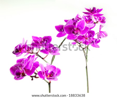 Fresh orchids with white background