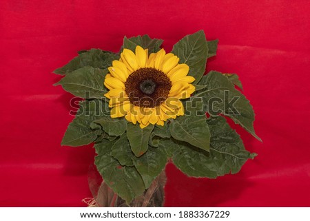 A sunflower on a red background.