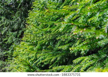 Background of Christmas tree branches in a sunny place. Some branches in a bokeh. Empty space for the text editing. Background for seasonal greetings