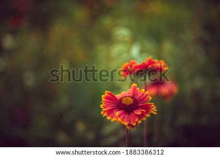 Just a photo of a garden flower