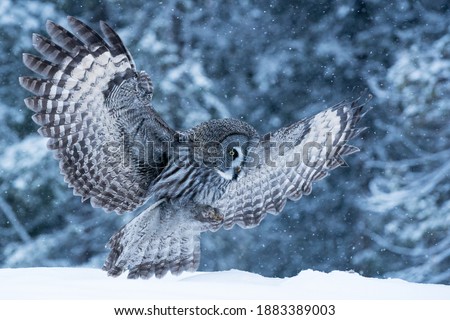 A large and graceful bird of prey Great Grey Owl (Strix nebulosa) landing into snow in wintery taiga landscape near Kuusamo in Northern Finland.	