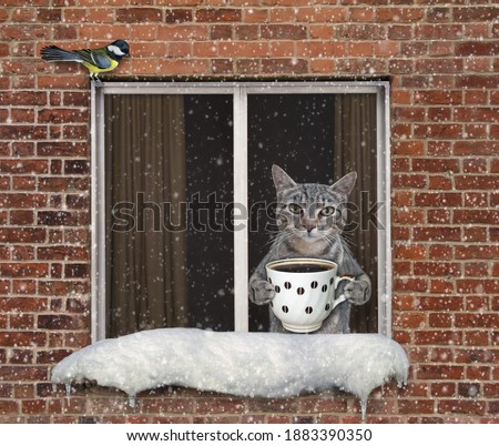 A gray cat with a cup of coffee is looking through the window. It's snowing. The winter has come.