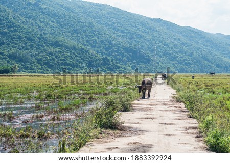 Landscape scenery, beauty of nature animals, time change future concept, late summer early autumn day. Water Buffalo Standing road field meadow sun, forested mountains background, clear sky