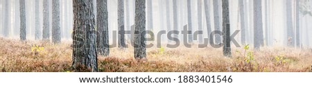 Picturesque panoramic view of the mysterious evergreen pine forest in a thick white morning fog. Tree trunks close-up. Abstract natural pattern, texture, background. Pure nature concept