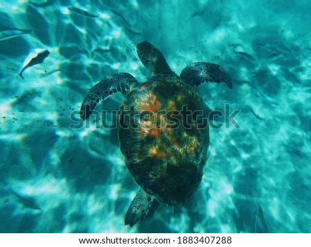 Seaturtle swimming underwater in clear blue waters caribbean 