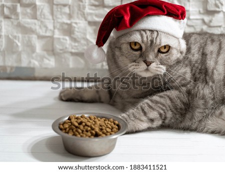 cat in a christmas hat eating on a light white background.