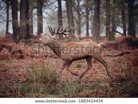 a stag in a forest
