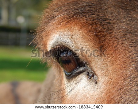 close up of brown donkey with brown eyes