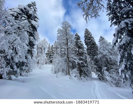 Picturesque canopies of alpine trees in a typical winter atmosphere after heavy snowfall in the Swiss Alps, Schwägalp mountain pass - Canton of Appenzell Ausserrhoden, Switzerland