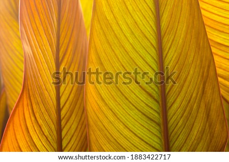 Strelitzia flower leaves - exotic plant, close-up, the structure of the leaves shines through in the sun.