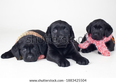 Puppies lie on a white background.Puppies in a scarf.Postcard.Beautiful picture.Labrador