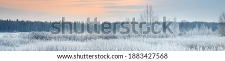 Panoramic landscape of snow-covered forest meadow at sunset. Pure golden sunlight. Trees and plants close-up. Winter wonderland. Seasons, ecology, global warming, ecotourism, christmas vacations