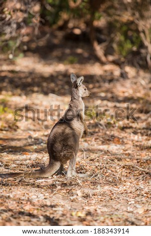 Kangaroo looking in the forest
