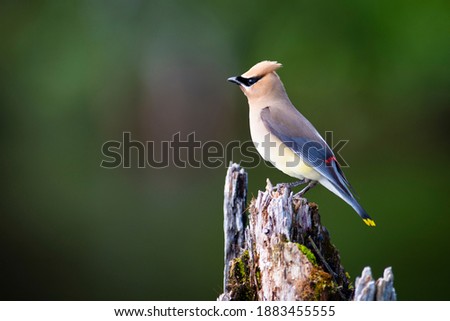 Cedar Waxwing perched on a dead tree over a marsh Royalty-Free Stock Photo #1883455555