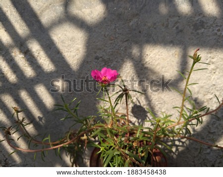 A image of a flower with light and shadow