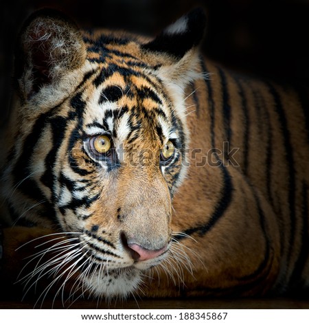 Tiger isolated on black background