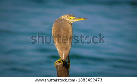 Indian Pond Heron Perching over a wooden stick. The Bird Picture is taken in India. 