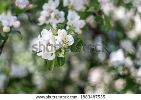 Apple blossom branch of flowers cherry. White flower buds on a t