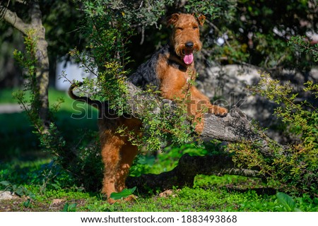 Airedale Terrier dog sitting under a tree