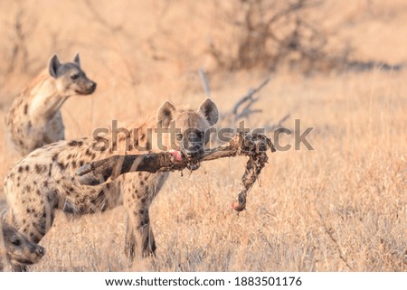 wild hyenas on the African plains